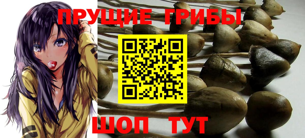 Псилоцибиновые грибы мицелий Глазов